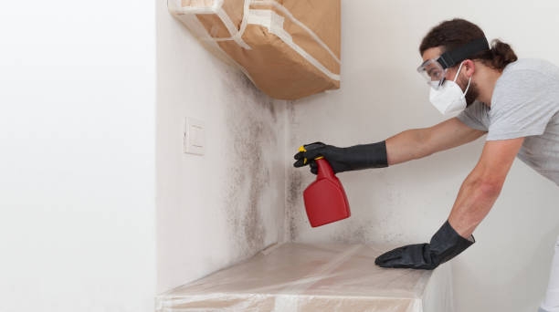 Professional Bathroom Mold Removal technician working in Edgewood, WA