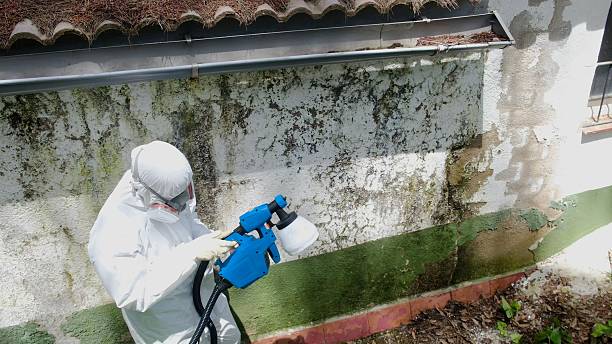 Trusted Attic Mold Removal service in Edgewood, WA - Cheap Mold Removal